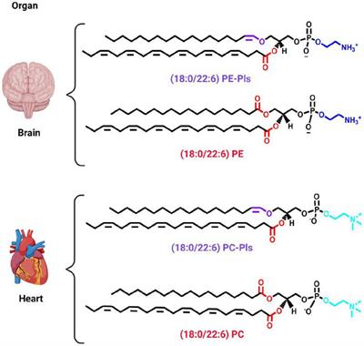 Plasmalogens and Chronic Inflammatory Diseases